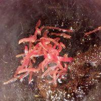 凉拌豆皮的做法步骤6