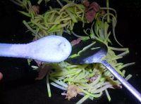 肉丝炒佛手瓜的做法步骤4